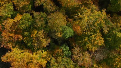 Drohnenflug-über-Schönen-Herbstfarbenen-Wald-Mit-Rotierender-Kamera