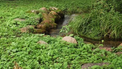 Small-river-in-the-forest-in-summer