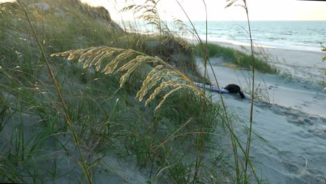 Sea-oats-in-the-breeze,illuminated-by-the-early-morning-sun,-giving-them-a-golden-glow-that-contrasts-with-the-dunes,-beach,-ocean,-and-sky-in-the-background