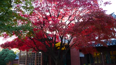 Coloridas-Hojas-De-Arce-Con-Hanoak,-Corea-Del-Sur-Durante-El-Otoño