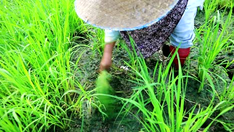 manual-weeds-control-by--farmer-at-paddy-field