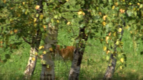 Redhead-cat-goes-on-grass-for-hunting