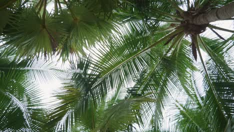 Wunderschöne-Tropische-Palmen-Aus-Der-Tiefwinkelansicht-Mit-Rotation-Im-Urlaub
