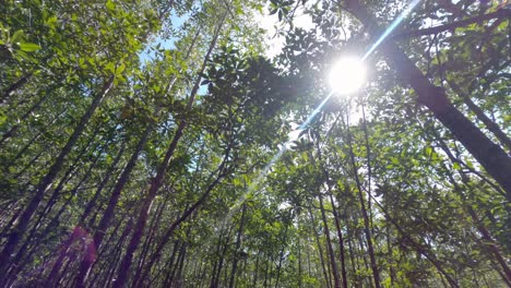 Mangrove-Forest-trees---low-angle-view-towards-the-sky-with-a-sunrays-shining-through-the-branches