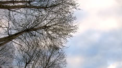 Zeitrafferbaum-Und-Himmel