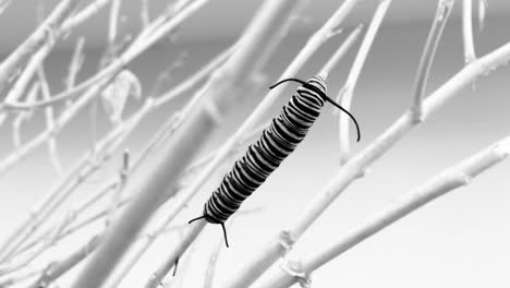 Caterpillar-on-plant-branch-mild-wind-blowing-nature-monarch-butterfly-Danaus-plexippus-black-and-white-greyscale-abstract-larval-stage-artistic-modern-art-abstract-design-creative-videography-outdoor