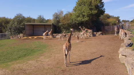 Wide-open-shots-of-a-group-of-Giraffes-as-they-roam-around-their-enclosure-at-a-wildlife-park
