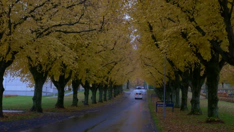 Cars-driving-down-the-road-with-yellow-autumn-trees,-lovely---panning-shot