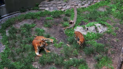 Tigres-En-El-Zoológico-De-Johor-Barhu-Malasia