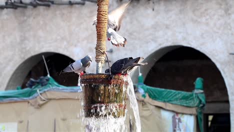 Pigeons-drinking-water-in-Souq-Waqif-in-Doha,-Qatar