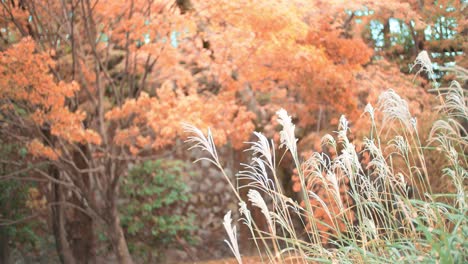 Wunderschöne-Orangefarbene-Herbstblätter-Und-Gras,-Das-Im-Wind-Weht,-In-Kyoto,-Japan,-Sanfte-Beleuchtung-4k