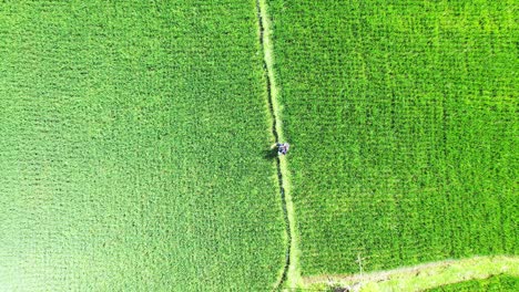 Vietnam,-Asia,-Lonely-tourist-reading-a-map,-lost-in-the-green-rice-fields,-aerial