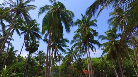 Tropical-environment