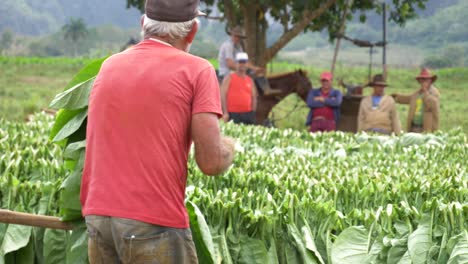 Viejos-Agricultores-Colocando-Tabaco-Cosechado