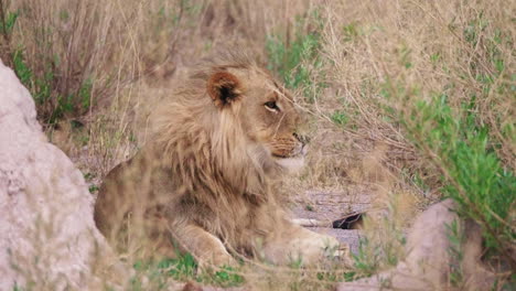 Adult-lion-gets-comfortable-laying-hidden-in-the-tall-dry-grassy-landscape