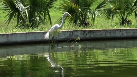 Egret-santands-into-a-beautiful-green-lake