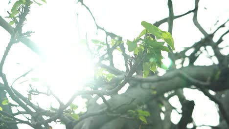 Close-Up-of-Tree-Branches-With-Few-Leaves-After-Storm-With-Sun-Leaking-Through-Leaves