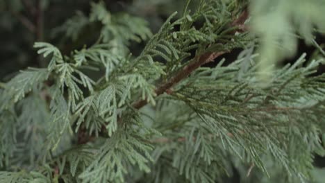 Pine-tree-evergreen-branches-close-up-tilting-shot