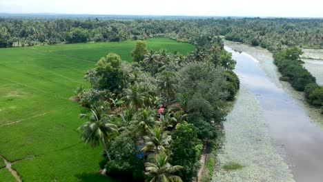 Lush-Green-Paddy-Field-with-river-on-side,-aerial-shot,Asian-Vilage