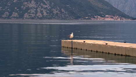 A-seagull-flying-right-above-the-water-level-of-the-Kotor-bay-in-Montenegro,-its-feet-touching-the-water,-landing-heavily-on-a-stone-pier,-steep-mountains-in-the-background-behind-the-bay,-static-4K
