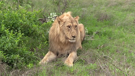 Male-lion-lies-on-green-grass-as-wind-blows-through-bushes-beside-him,-slow-zoom-in