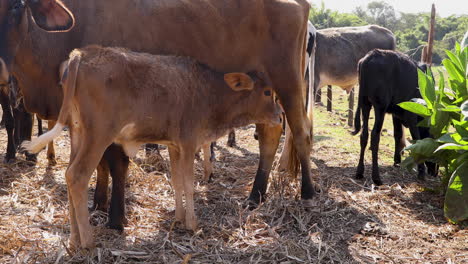 Kalb-Säugt-Eine-Kuh-Auf-Einem-Bauernhof-Im-Landesinneren-Brasiliens