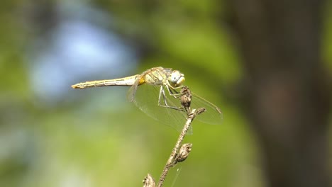 Dragonfly-resting-on-plant-in-forest,-macro-close-up