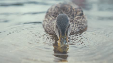 Mallard-duck-feeding-on-food-underwater-at-river-shoreline