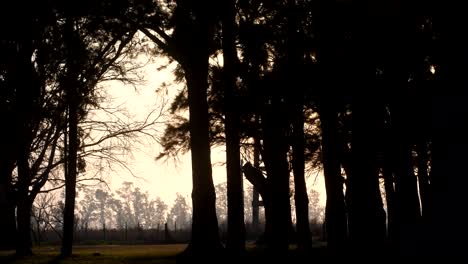 Wunderschöne,-Von-Hinten-Beleuchtete-Aufnahme-Eines-Waldes-Bei-Sonnenuntergang
