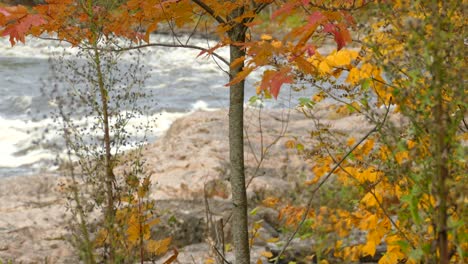 Tree-with-leaves-turning-orange-stands-proudly-on-the-shores-of-a-river