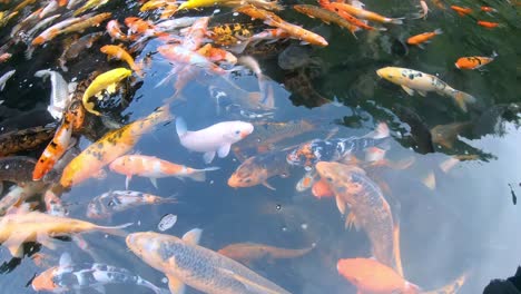 Slow-motion-clip-video-of-a-deep-tropical-pond-full-of-colourful-golden-red-orange-and-yellow-fish,-China