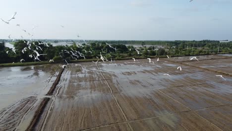 Vista-Aérea-De-Aves-Voladoras-Sobre-Campos-Agrícolas-Inundados-En-Battambang,-Camboya