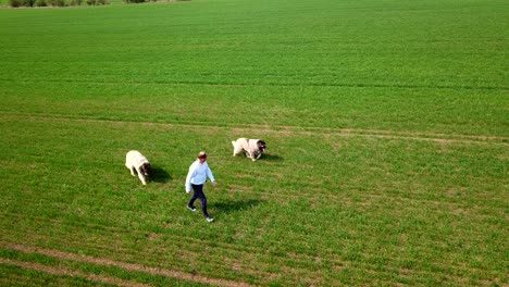 Aerial-view-of-a-man-running-on-a-field-with-his-purebred-Caucasian-Shepherd-dogs