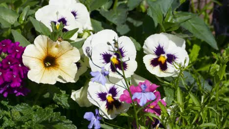 Pansies-in-an-English-country-garden
