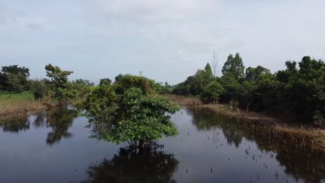 Ojo-De-Pájaro-Aéreo-Del-Campo-De-Trigo-Extremadamente-Inundado-En-Camboya