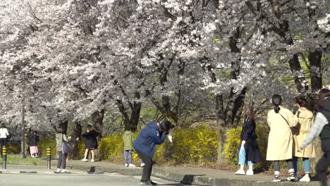 Koreanisch-asiatische-Touristen-Mit-Gesichtsmasken-Genießen-Die-Frühe-Kirschblüten-Sakura-In-Seoul