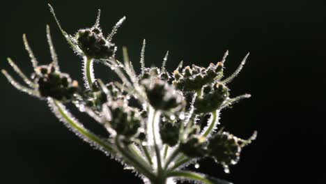 Fokussierung-Auf-Morgendliche-Nasse-Pflanze-In-Silhouette-Und-Schwarzem-Hintergrund