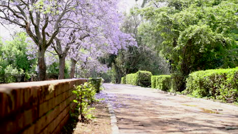 Purple-flowering-trees-along-walkway-in-urban-park-jacaranda-tree,-low-shot-panning-left-to-right-and-right-to-left