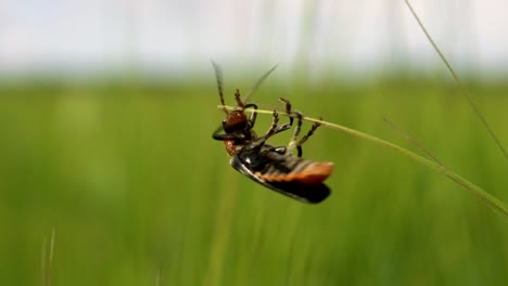 Close-up-shot-of-big-bug-climbing-on-grass-stalk-in-nature-in-slow-motion