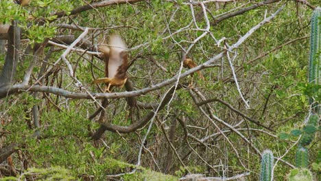 Ein-Paar-Caracara-Vögel,-Die-Auf-Den-Zweigen-Eines-Baumes-In-Curacao-Ruhen