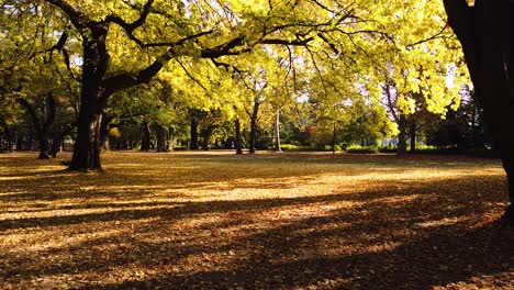 Static-shot-of-golden-trees-in-beautiful-autumn-season-in-Margaret-park,-Budapest-while-golden-leafs-are-falling-down