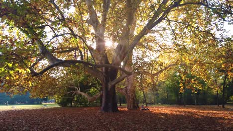 Bewegungsaufnahme-Spektakulärer-Bäume-Im-Margaret-Park-In-Budapest-Mit-Goldenen-Herbstfarben-Und-Fallenden-Blättern