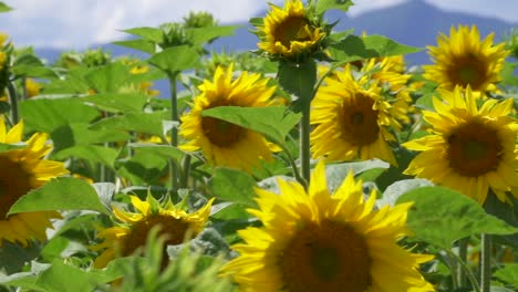Close-up-pan-shot-of-sunflower-field-and-mountains-in-background-during-sunny-day