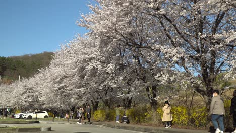 Koreaner-Fotografieren-Die-Kirschblüte-Im-Park-Und-Tragen-Aufgrund-Des-Ausbruchs-Einer-Lungenentzündung-Mit-Dem-Coronavirus-2019-ncov-Eine-Chirurgische-Maske