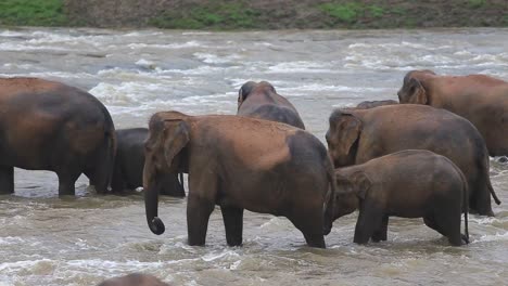 Große-Gruppe-Elefanten,-Die-In-Einem-Rauschenden-Fluss-Baden