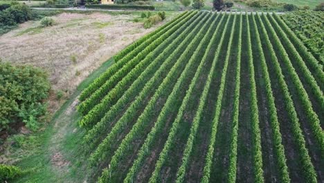 Drone-lands-near-a-vineyard-in-Italy-50-fps