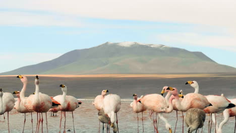 Slow-Motion-close-up-wild-flamingos-with-mountain-in-background-in-Laguna-Colorado,-Eduardo-Avaroa-National-Park,-Bolivia