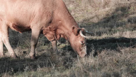 Vaca-Alentejana-Pastando-Hierba-En-El-Campo-En-Portalegre,-Alentejo,-Portugal---Primer-Plano