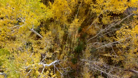 Straight-down-aerial-view-of-an-aspen-grove-in-autumn-with-yellow-golden-leaves