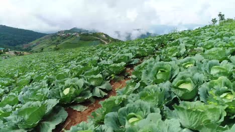 Scenic-Drone-Footage-Of-Cabbage-Plantation-With-Foggy-Weather-In-Background